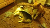 Leko and Zora Play