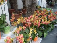 Výstava orchideí