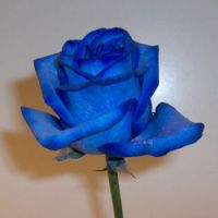 rosa blava