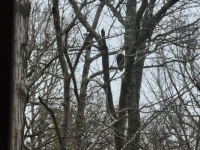 Bald Eagle - Full size