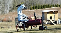 country farm cow on tractor