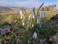 Snowdrops