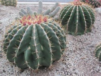 Kaktusy2