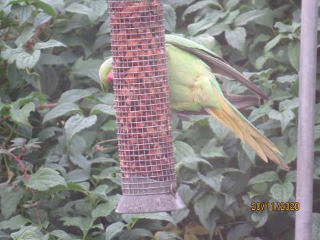The ejected Parakeet flew to the peanut feeder to eat.