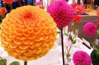 SD County Fair - Flowers - orange plus