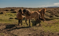 Iceland_Horses