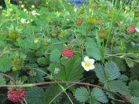 Wild strawberries