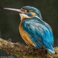 kingfisher__drawing__by_quelchii-d8m4yf5