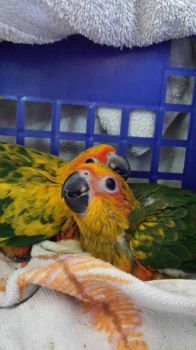 baby sun conure
