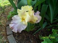 Yellow and Lavender Bearded Iris