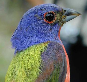 A Painted Bunting