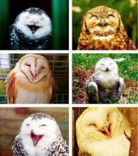Happy Owls