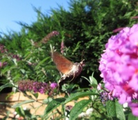 Hummingbird Moth --  Kolibrie Vlinder in our garden
