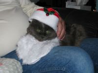 "Little Kitty" wearing Santa cap...