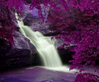 Purple Waterfall