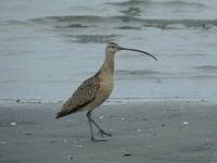 Shore bird