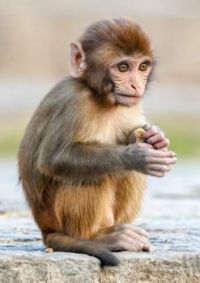 Little monkey