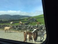 Goats on the Island of Terceira, Azores, Portugal