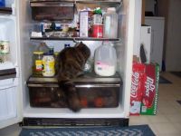 ColdcutsnColdcats