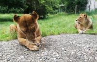 lions in Zoo