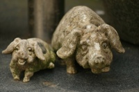 varkens