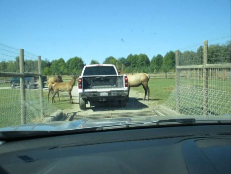 Elk blockade at Wildlife Park, Sequim, Washington