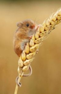 Harvest Mouse Credit to Anon