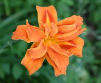 Day Lily #3