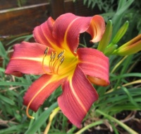 Daylily "Sammy Russell"