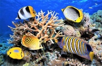 &quot;Sea World&quot;