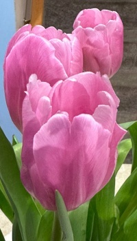 Four Tulips