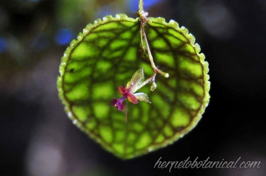Lepanthes calodictyon miniature orchid