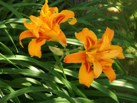 Double Daylilies