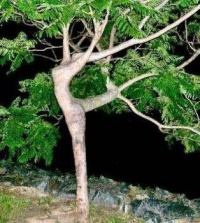 Ballerina tree
