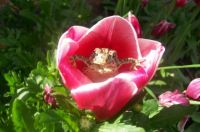 Tulip Frog