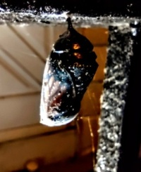 Monarch Chrysalis Supported By Fine Webs, At Night