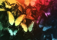 Rainbow Butterflies