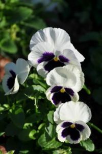 Pansy faces