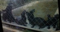 baby otters in Florida