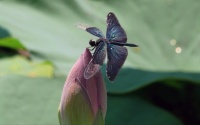 Today is National Dragonfly Day 💙