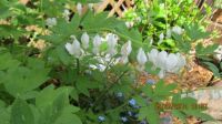 White bleeding Heart