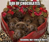 Box of Chocolates. ~ 😱 ~