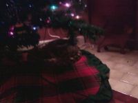 What could be cozier than a cat in a warming bed under a Christmas tree?