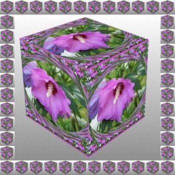 Ibišek v kostce...  Hibiscus in a cube