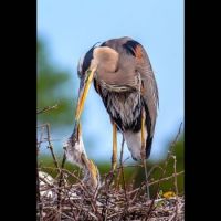 Blue Heron