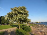 Tree in Bloom