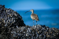 WHIMBREL