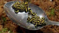Australian endangered corroberee frogs