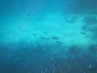 Heron Island fish