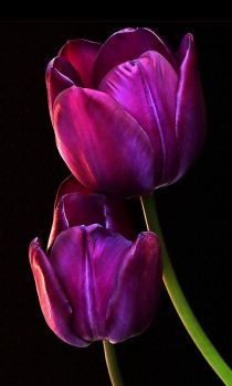 Purple Tulips (Apr17P09)